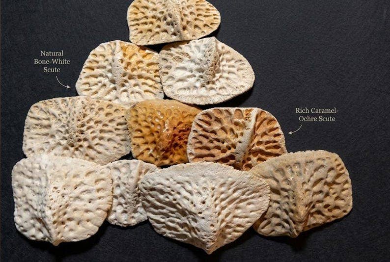 Real Louisiana Alligator Scutes & Backbone Bones | Ethically Sourced Curiosity
