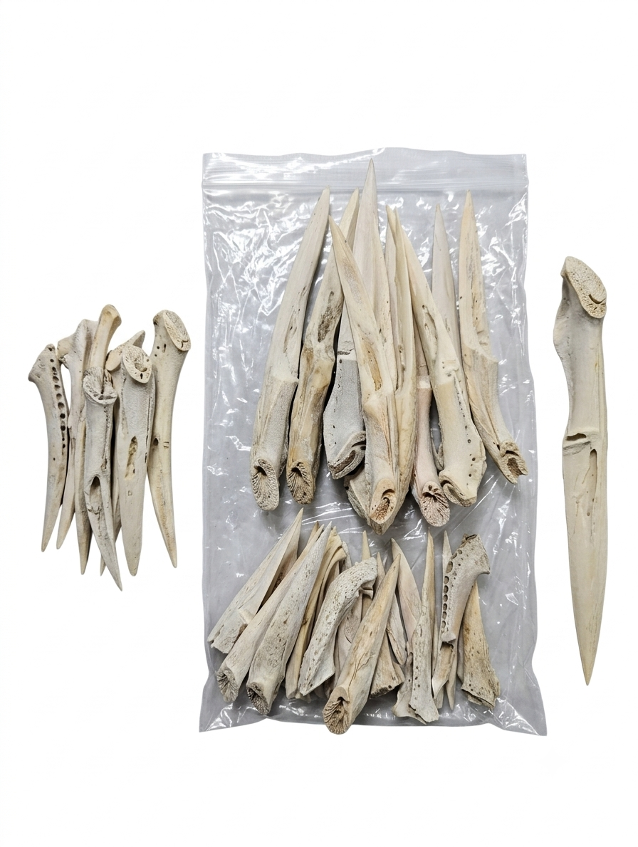 Authentic Louisiana Alligator Jawbone Letter Opener | Handcrafted Bayou Curiosity