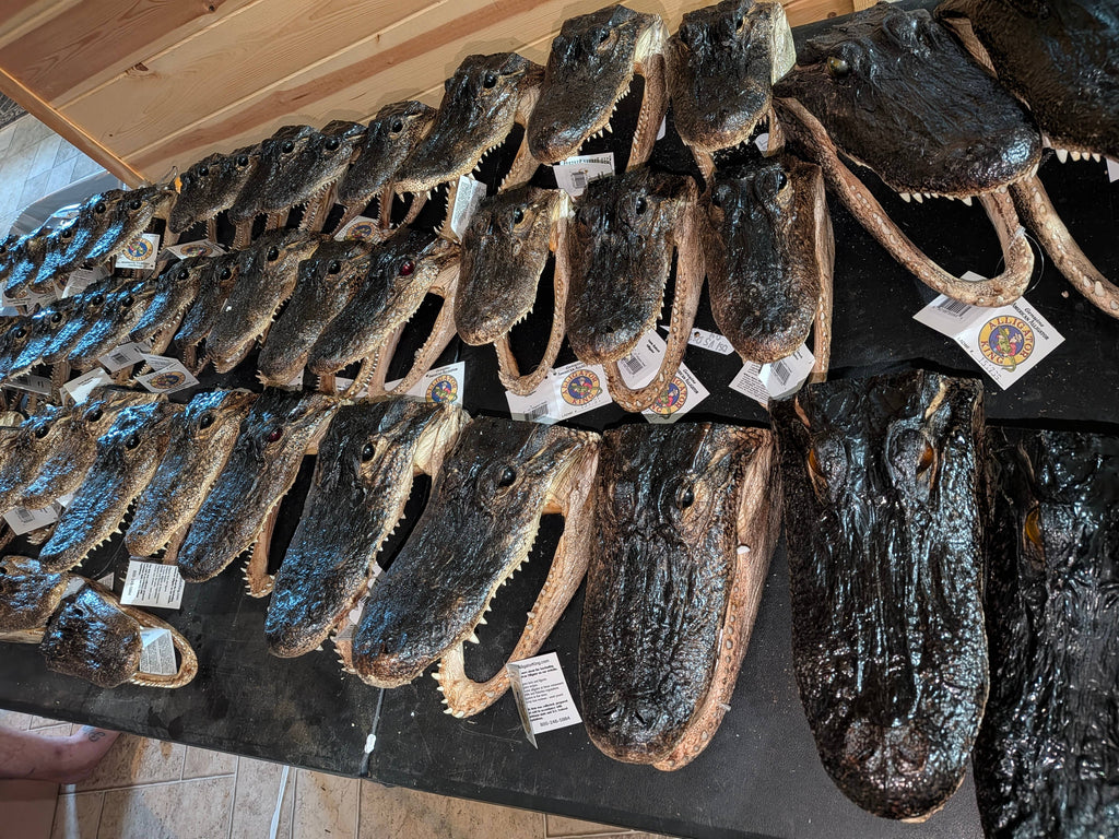 Genuine Louisiana Alligator Head – Natural Taxidermy Specimen