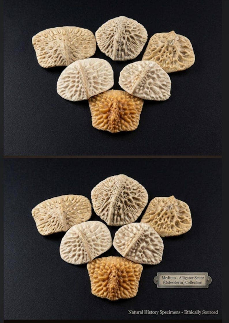 Real Louisiana Alligator Scutes & Backbone Bones | Ethically Sourced Curiosity