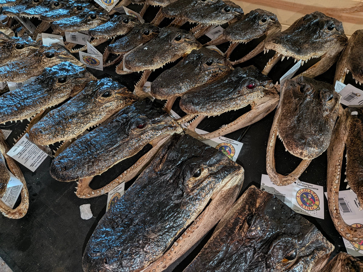Genuine Louisiana Alligator Head – Natural Taxidermy Specimen