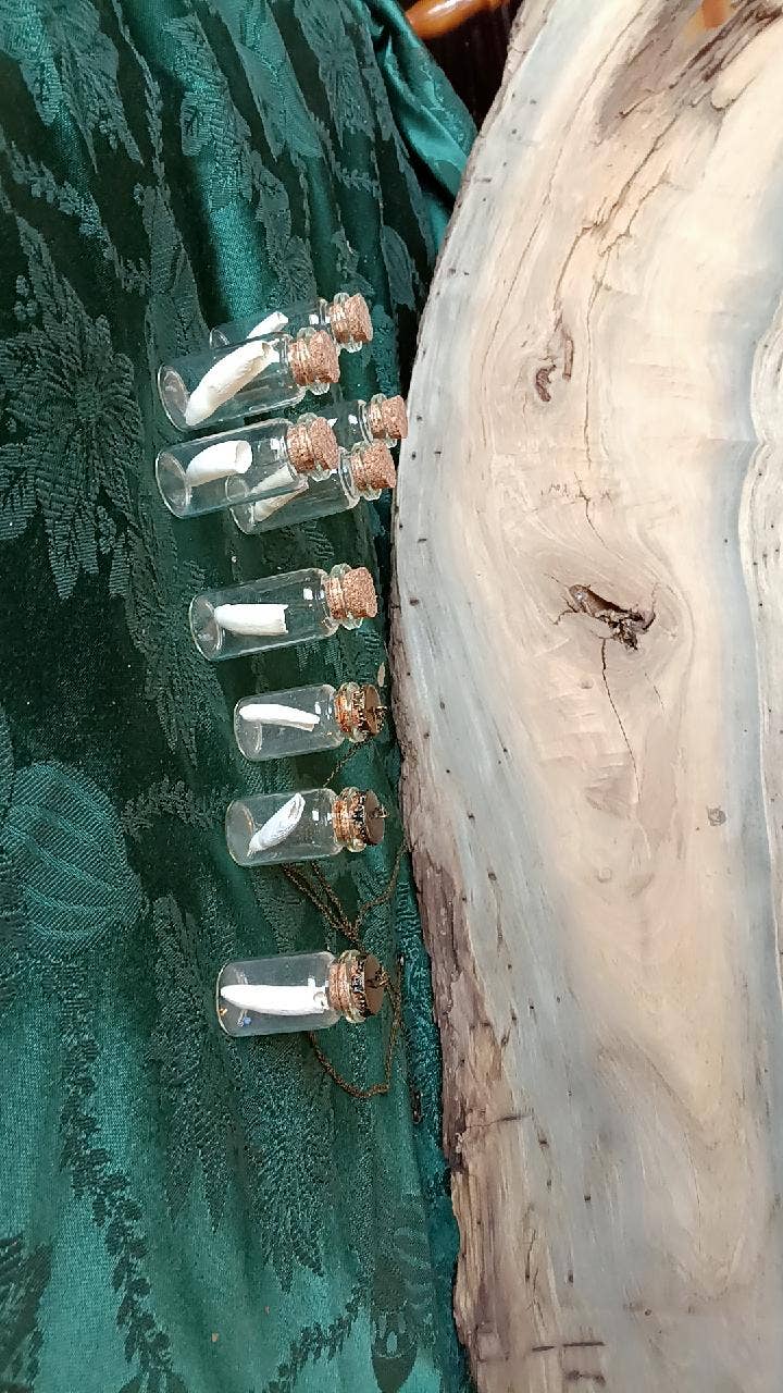 Genuine Louisiana Alligator Tooth in Glass Vial – Natural Curiosity Specimen