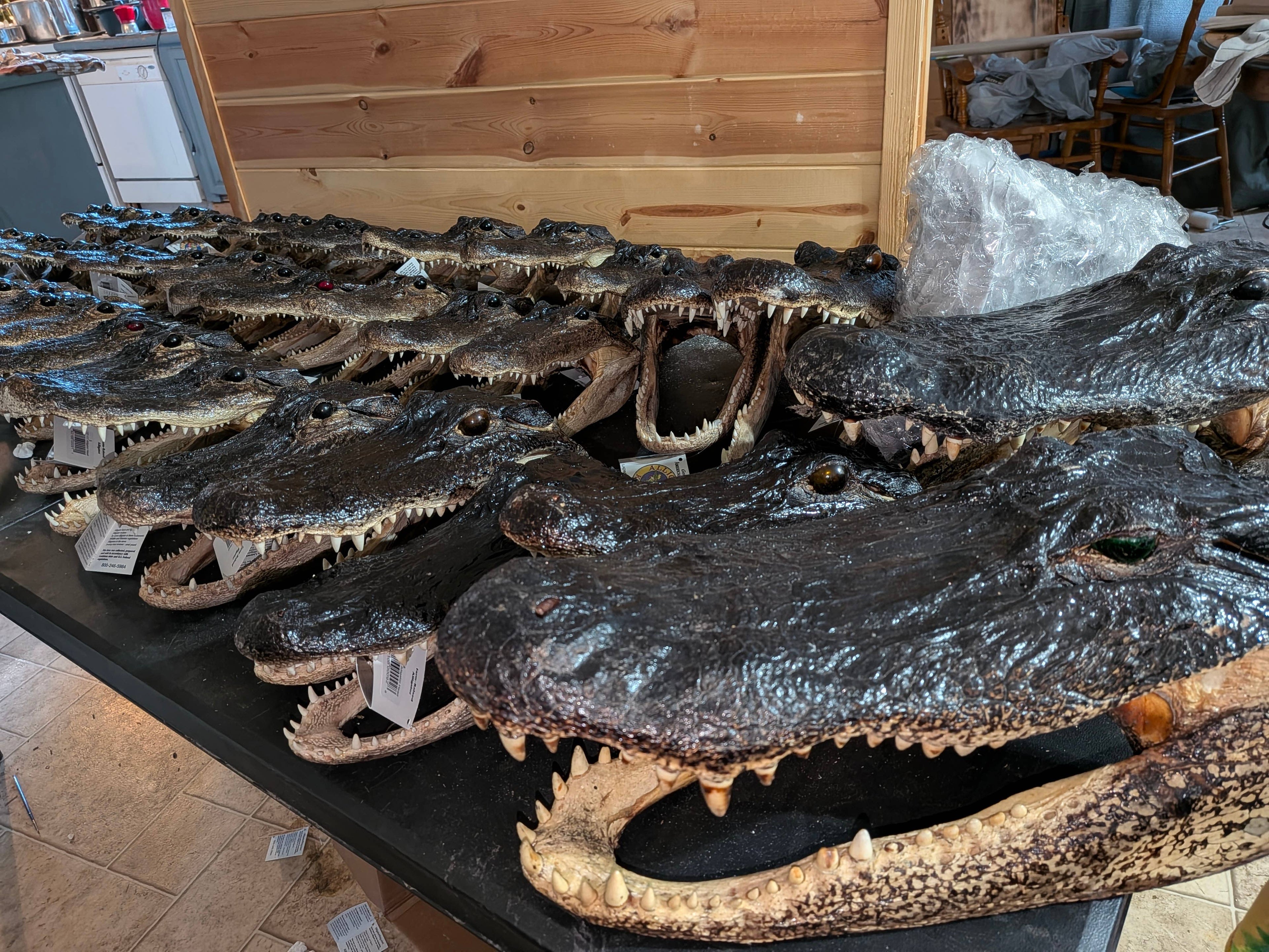 Genuine Louisiana Alligator Head – Natural Taxidermy Specimen