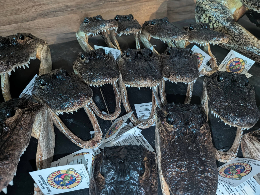 Genuine Louisiana Alligator Head – Natural Taxidermy Specimen