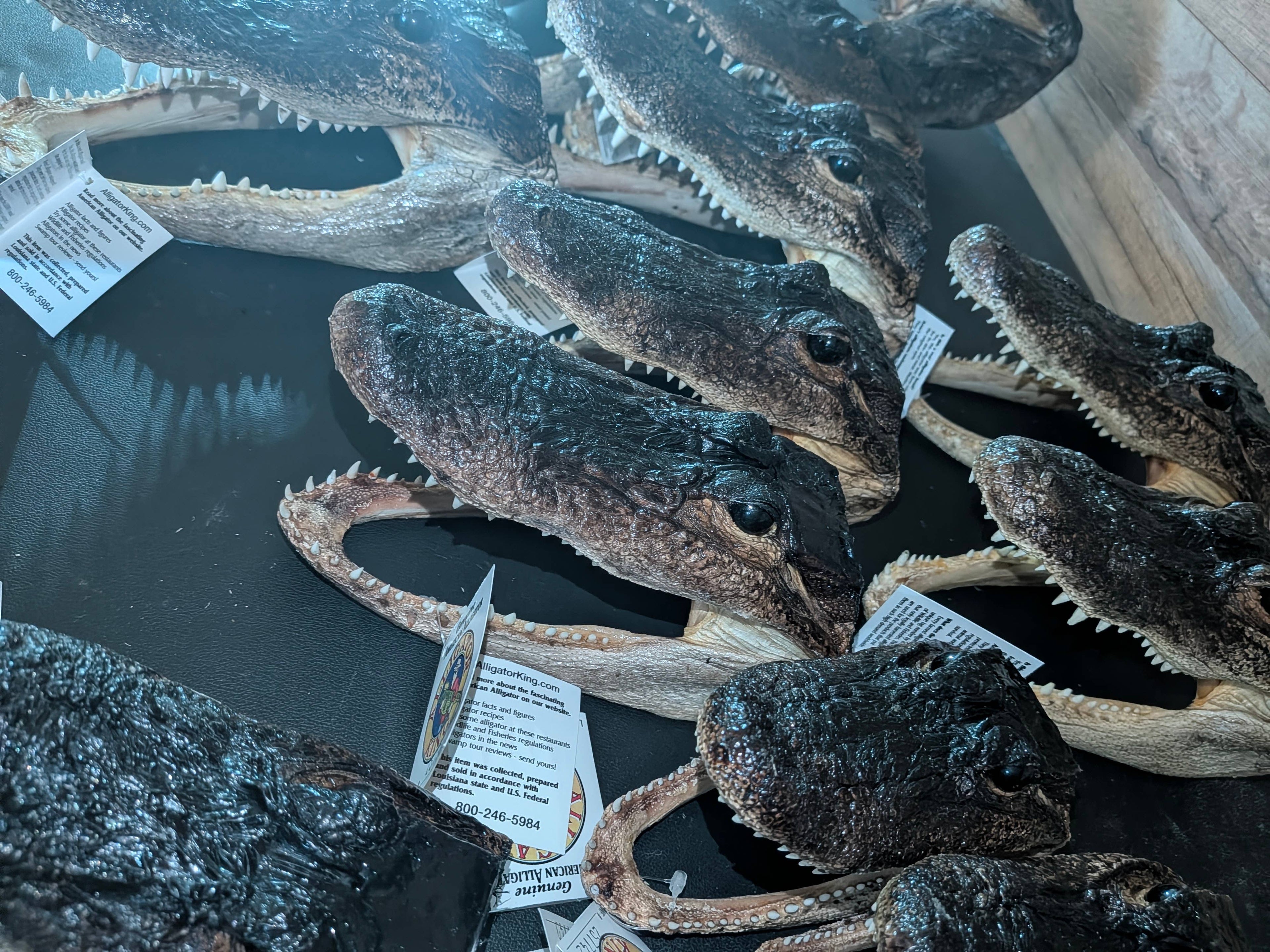 Genuine Louisiana Alligator Head – Natural Taxidermy Specimen