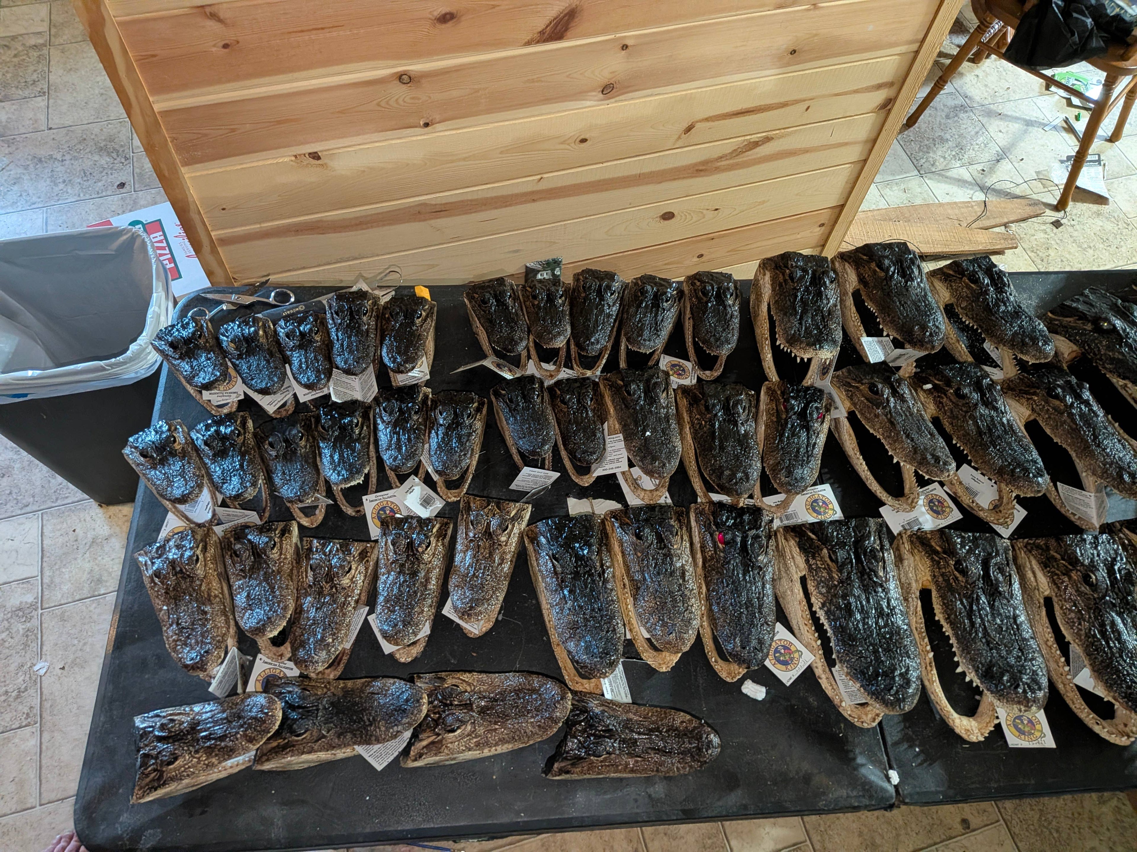 Genuine Louisiana Alligator Head – Natural Taxidermy Specimen