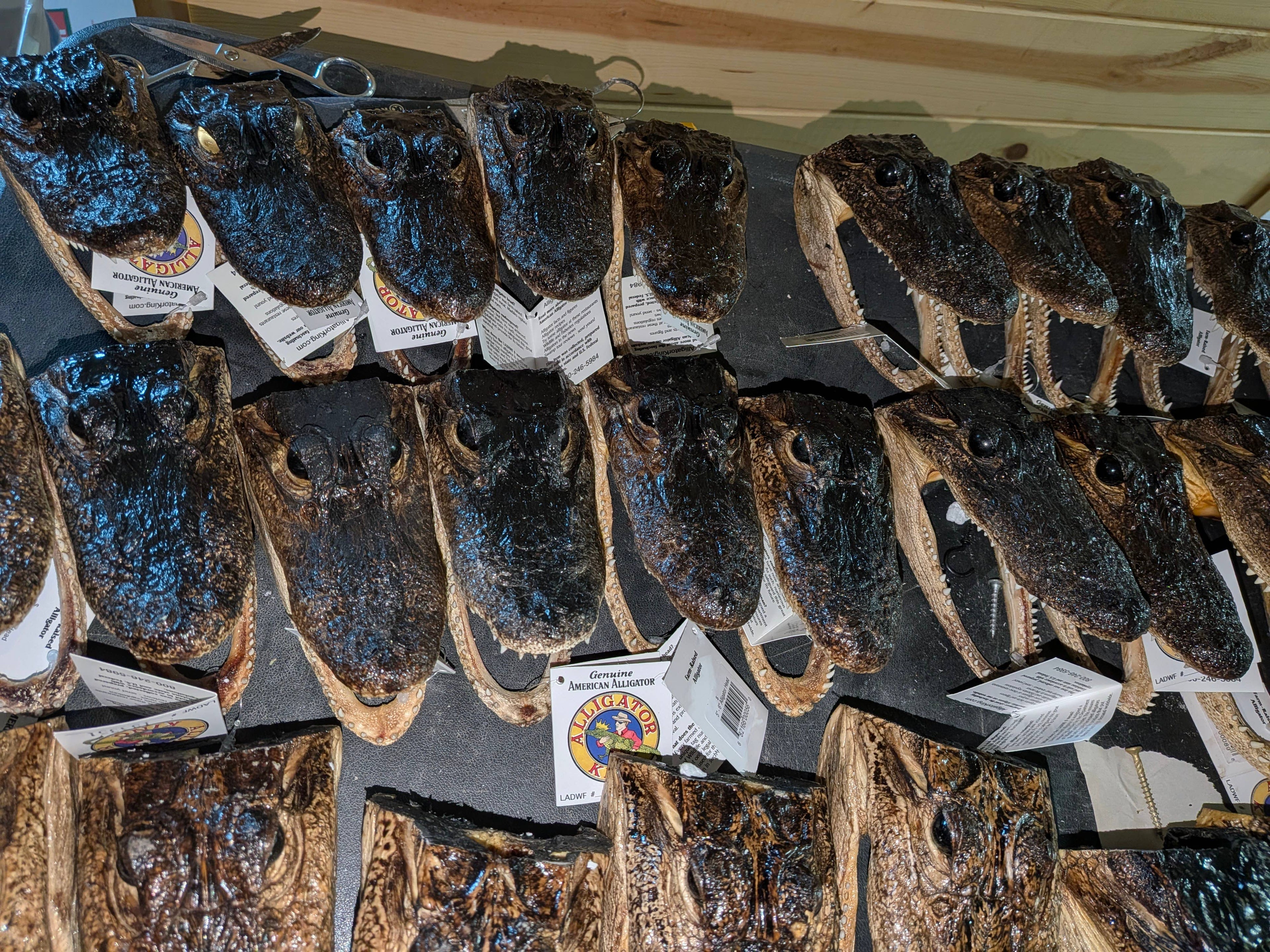 Genuine Louisiana Alligator Head – Natural Taxidermy Specimen