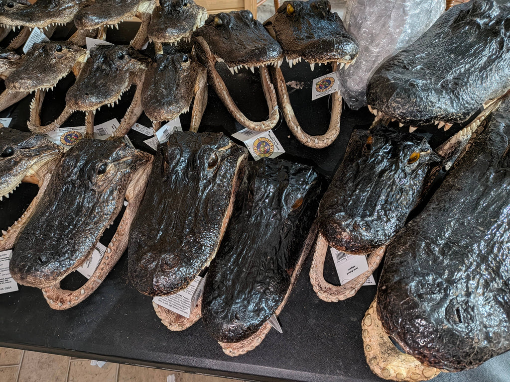 Genuine Louisiana Alligator Head – Natural Taxidermy Specimen