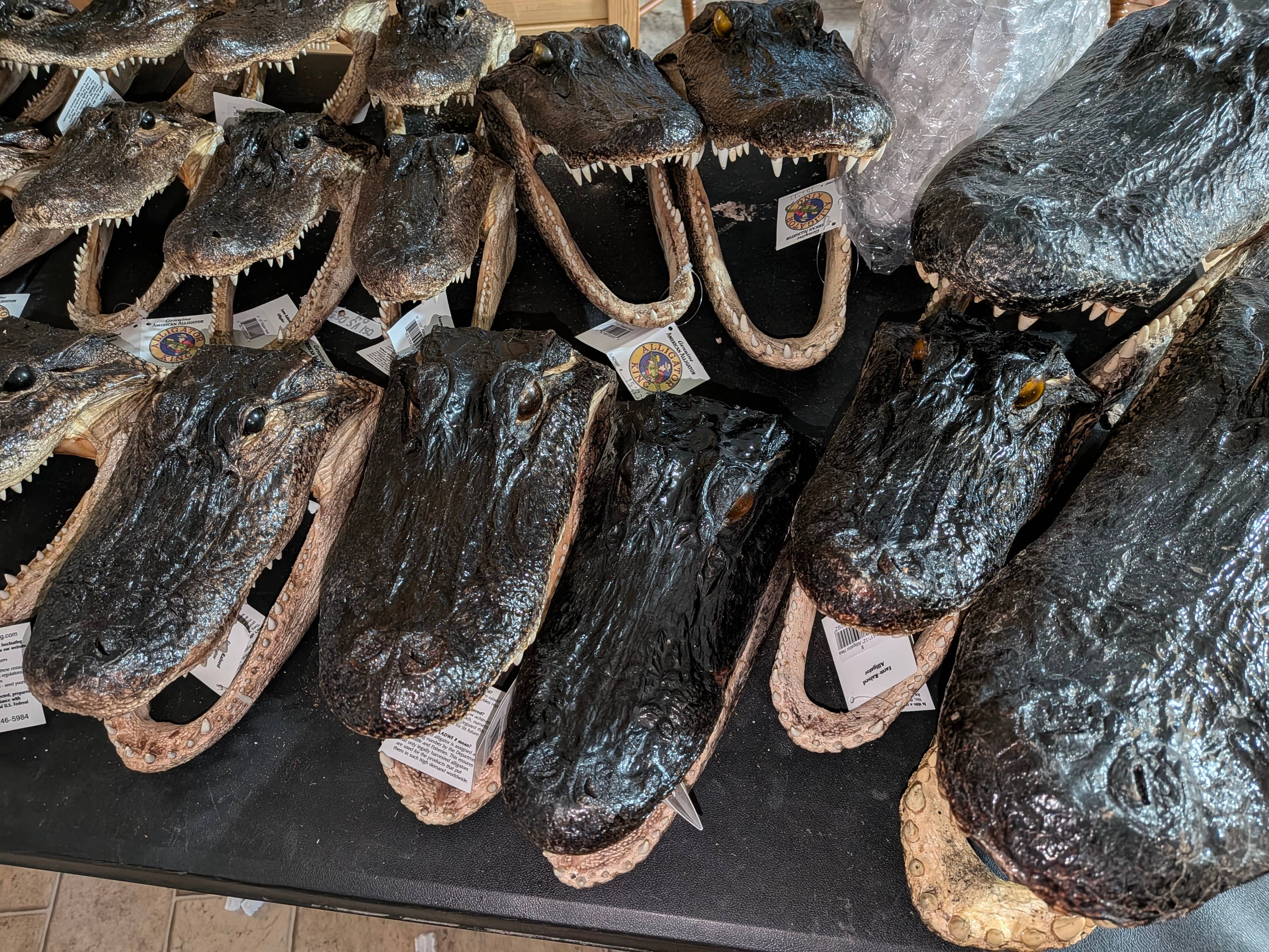 Genuine Louisiana Alligator Head – Natural Taxidermy Specimen