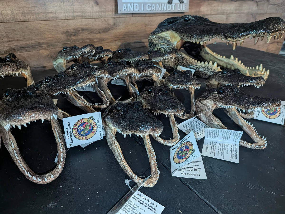 Genuine Louisiana Alligator Head – Natural Taxidermy Specimen