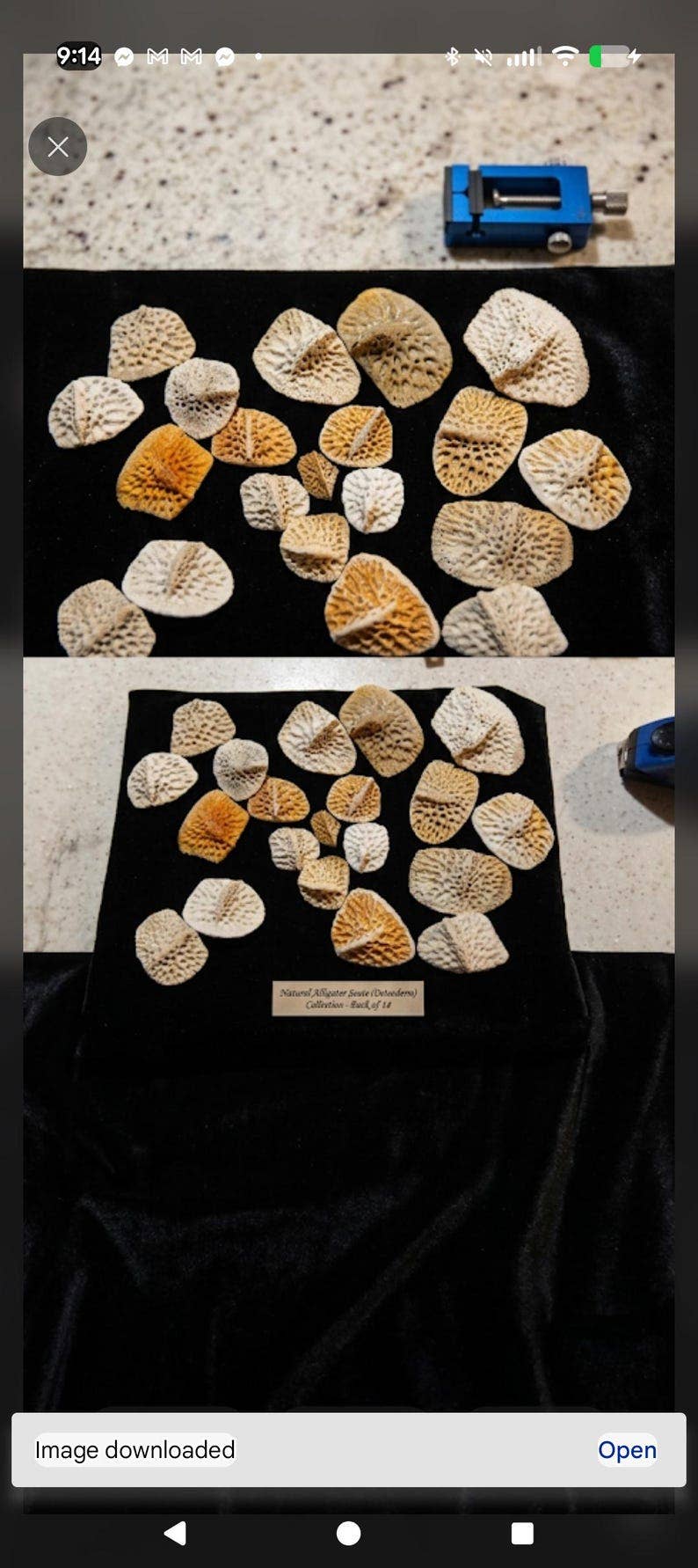 Real Louisiana Alligator Scutes & Backbone Bones | Ethically Sourced Curiosity