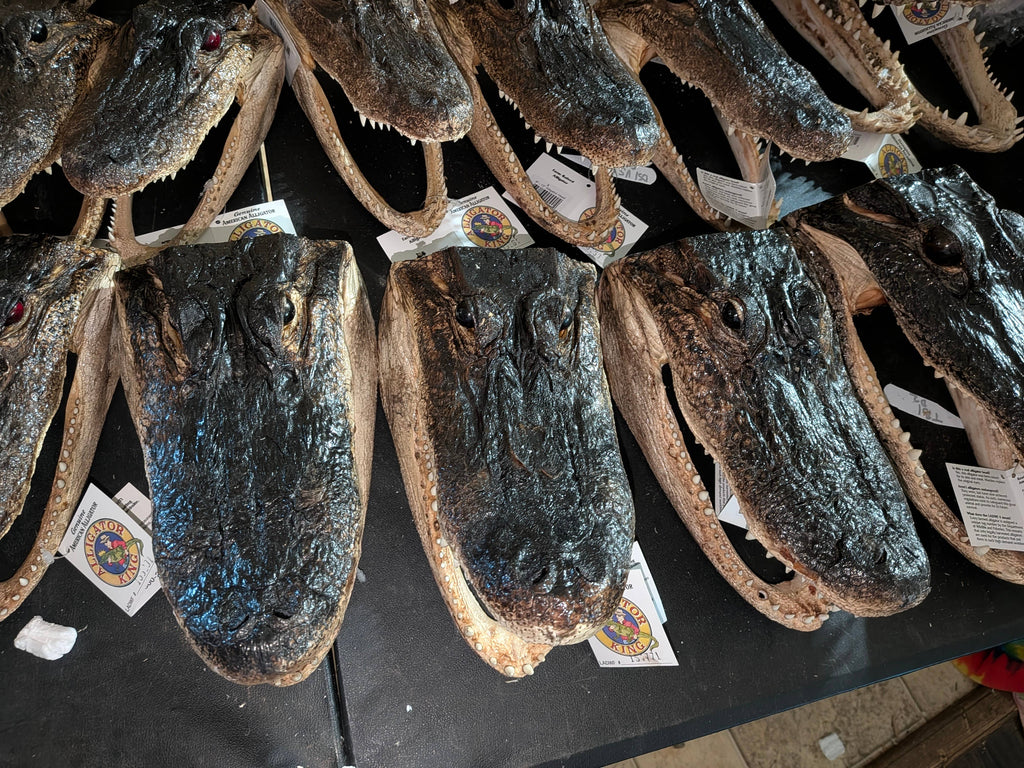 Genuine Louisiana Alligator Head – Natural Taxidermy Specimen