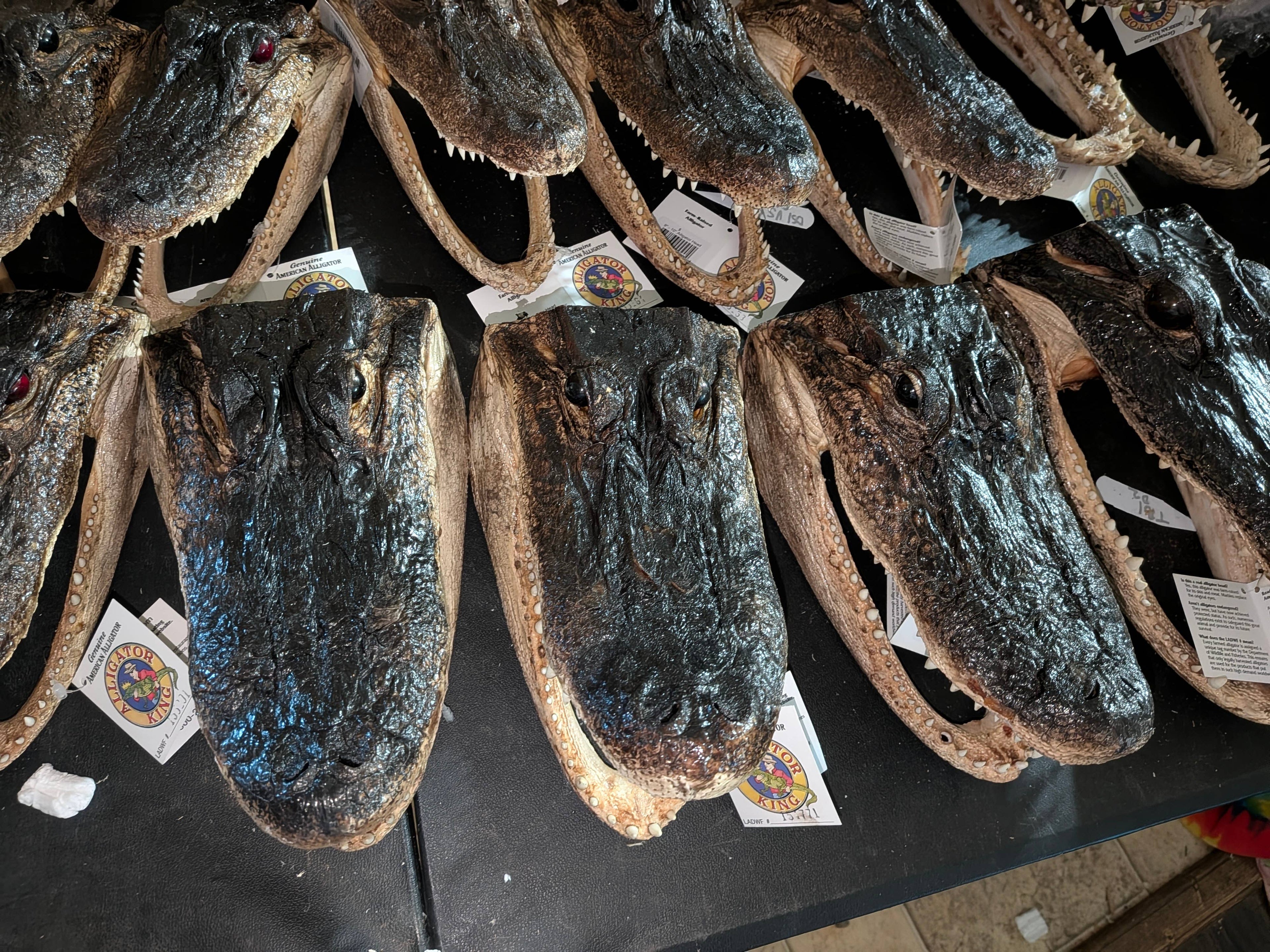 Genuine Louisiana Alligator Head – Natural Taxidermy Specimen