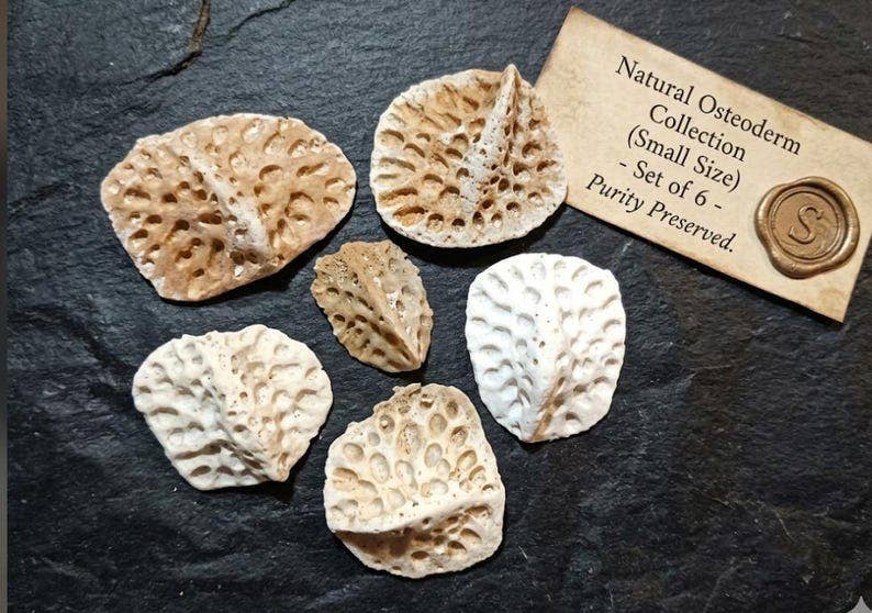 Real Louisiana Alligator Scutes & Backbone Bones | Ethically Sourced Curiosity