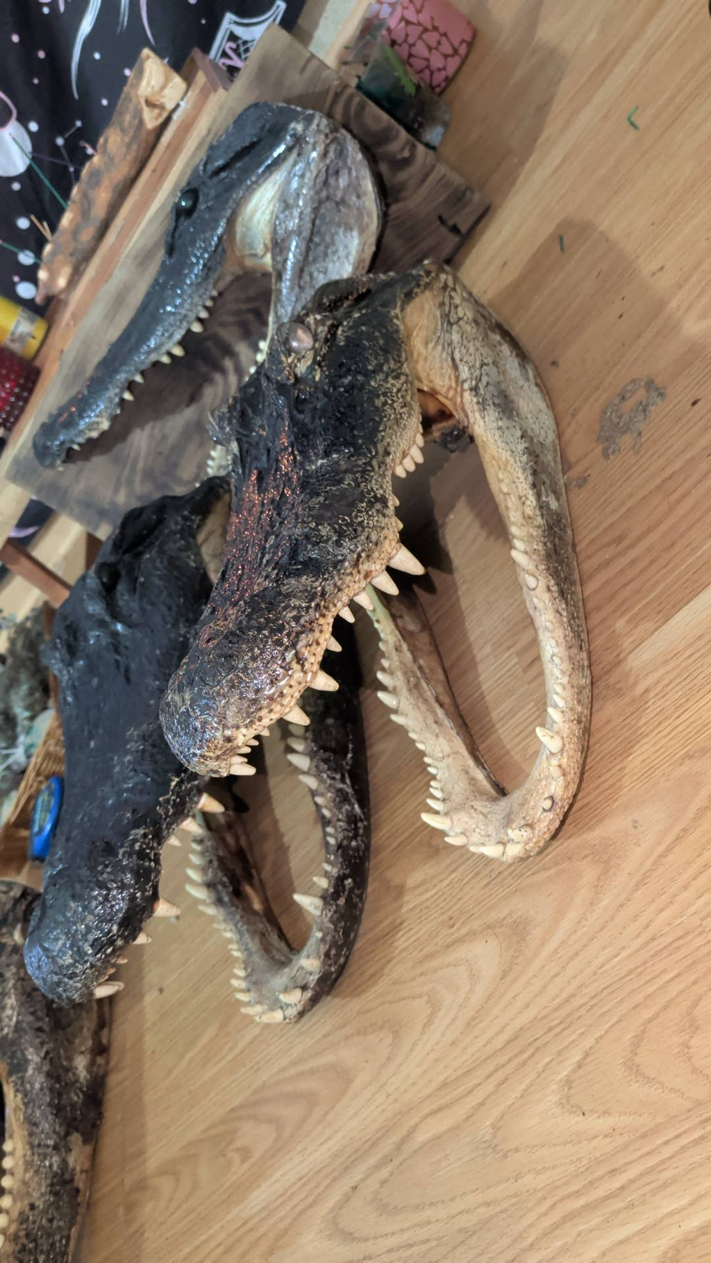 Genuine Louisiana Alligator Head – Natural Taxidermy Specimen