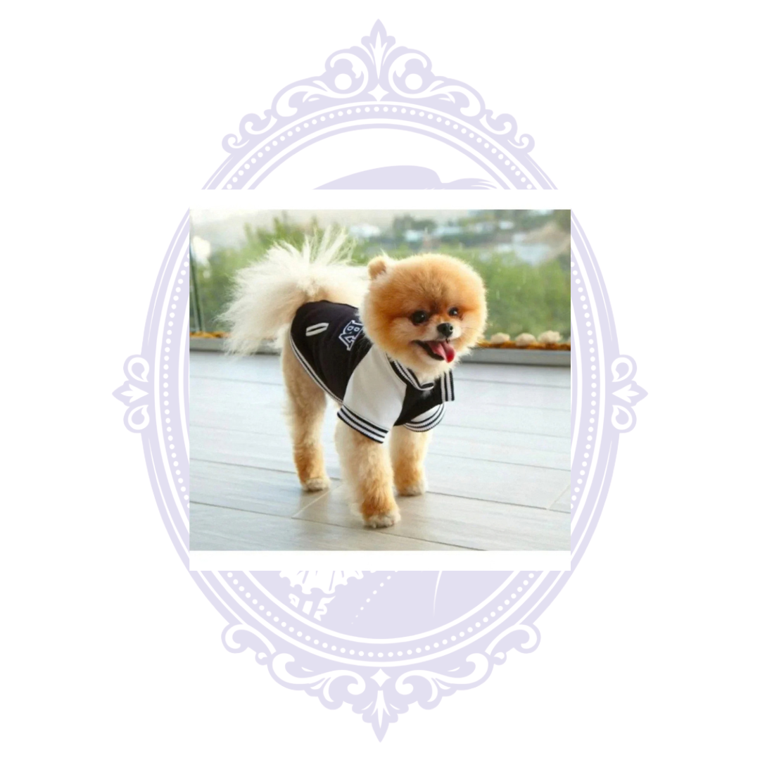 Napoleon Designer All American Stadium Dog Jacket – Black & White