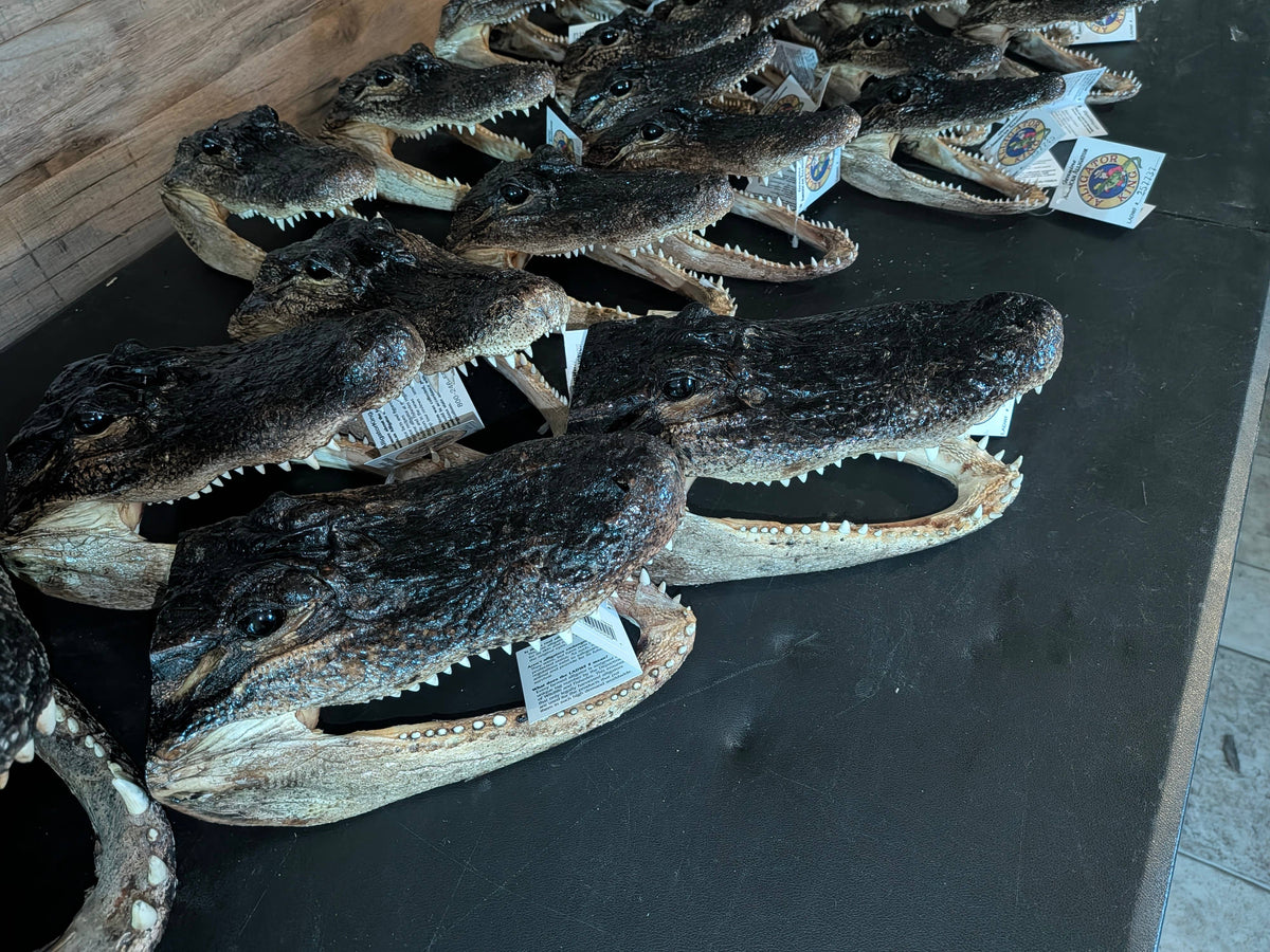 Genuine Louisiana Alligator Head – Natural Taxidermy Specimen