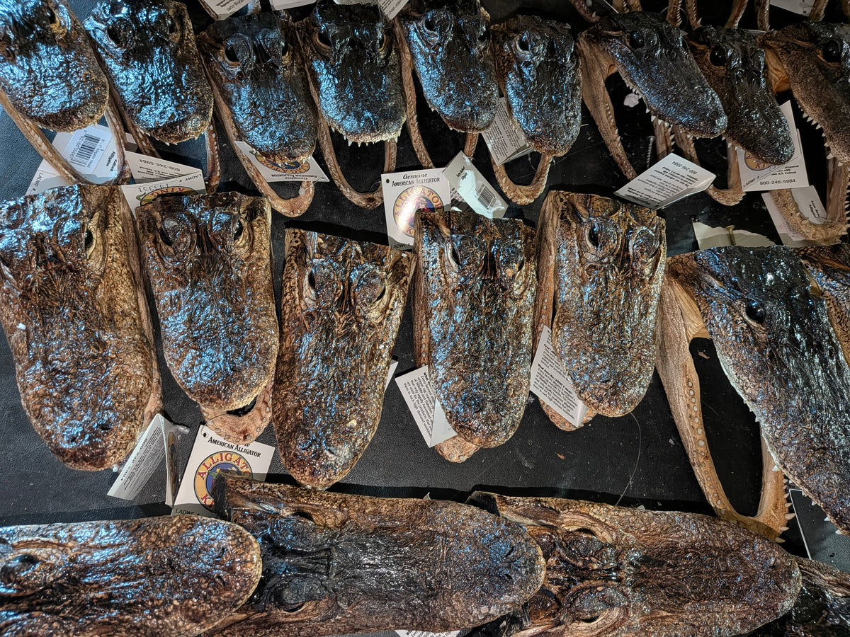 Genuine Louisiana Alligator Head – Natural Taxidermy Specimen