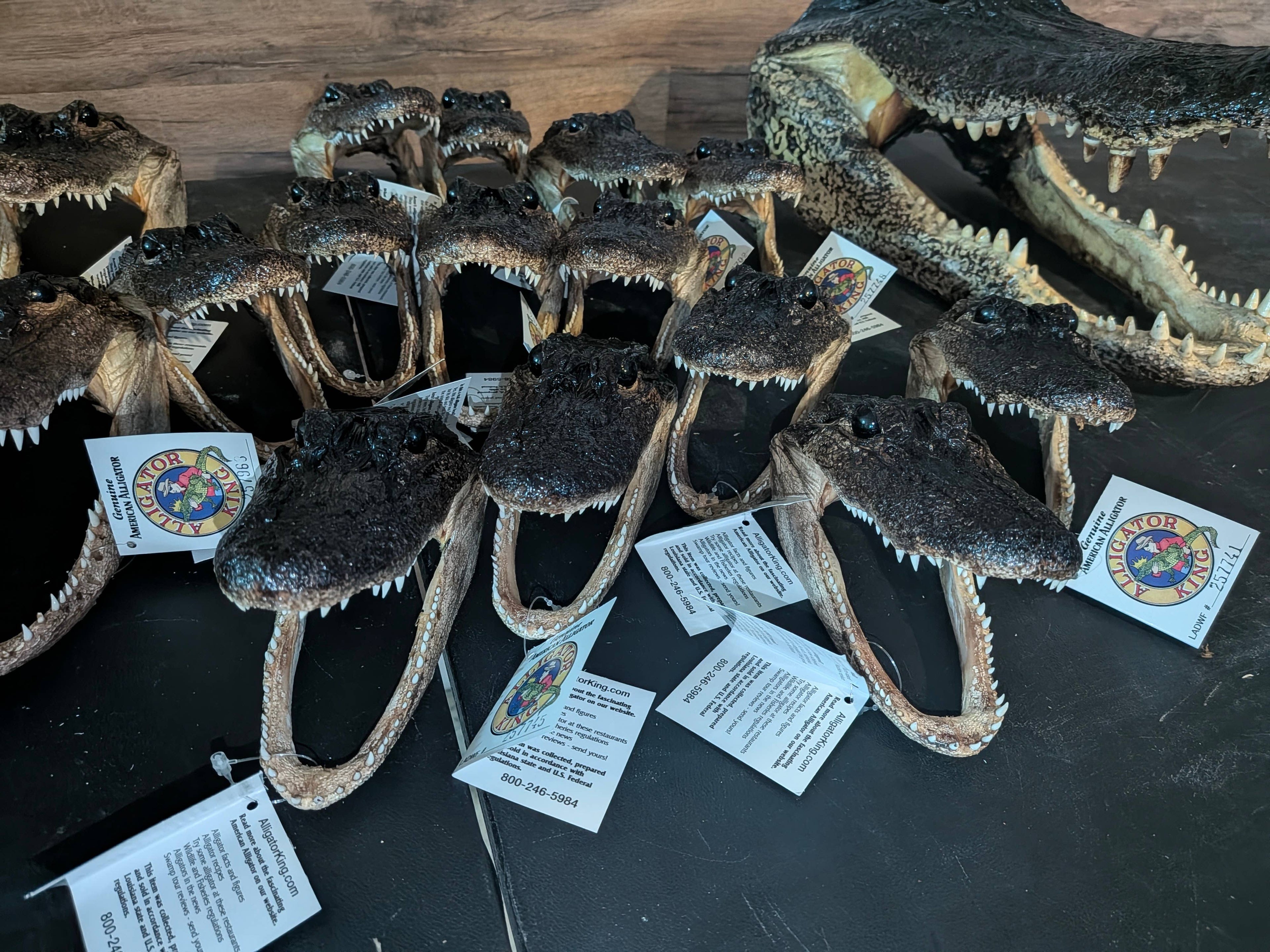 Genuine Louisiana Alligator Head – Natural Taxidermy Specimen