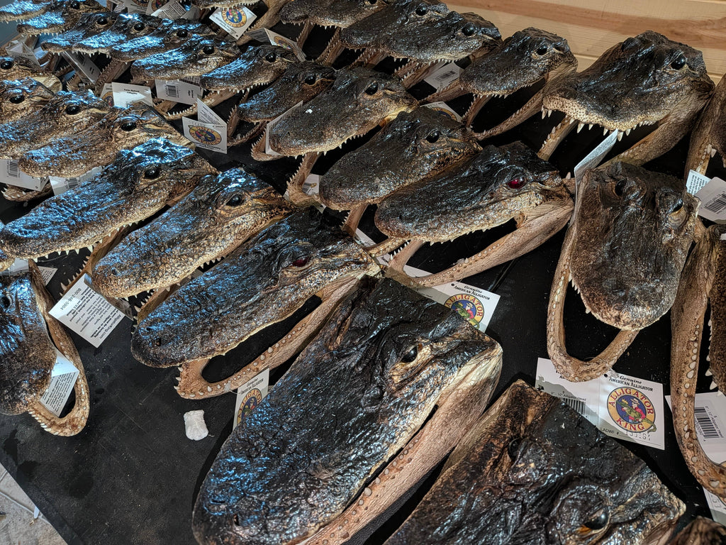 Genuine Louisiana Alligator Head – Natural Taxidermy Specimen