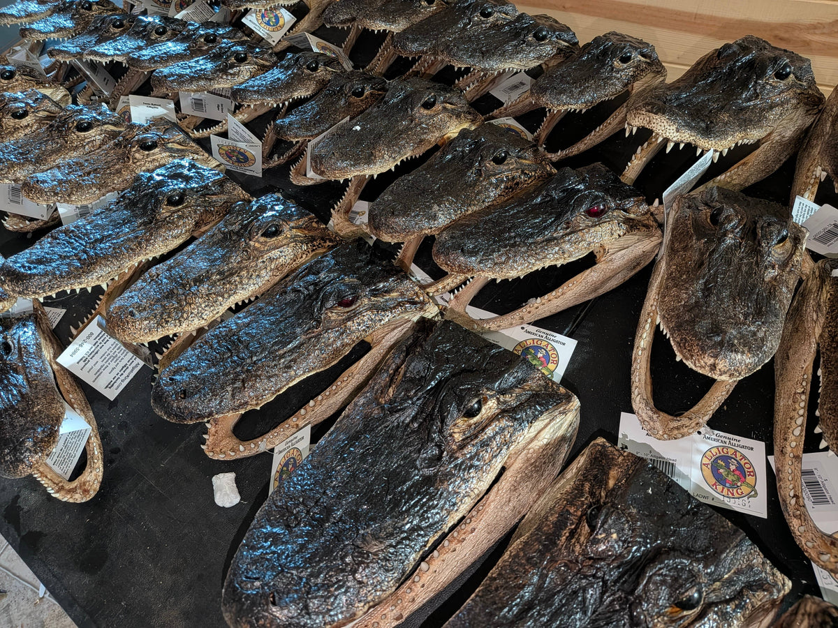 Genuine Louisiana Alligator Head – Natural Taxidermy Specimen