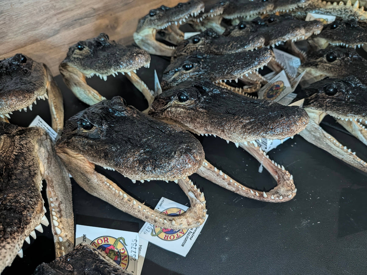 Genuine Louisiana Alligator Head – Natural Taxidermy Specimen