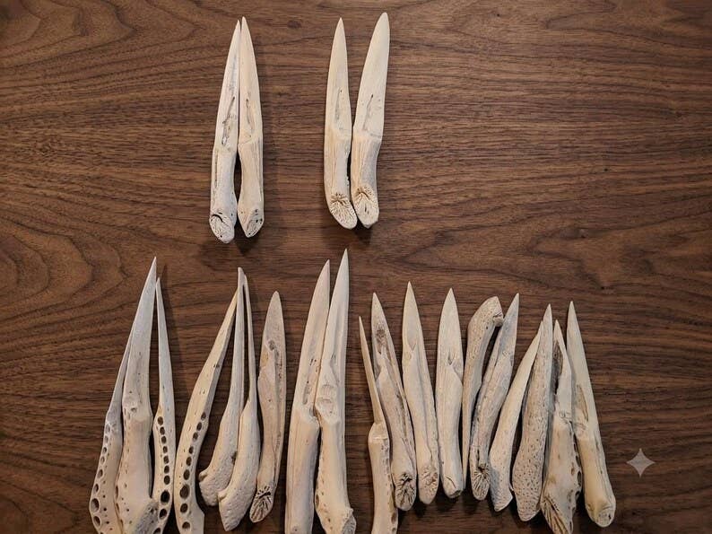 Authentic Louisiana Alligator Jawbone Letter Opener | Handcrafted Bayou Curiosity