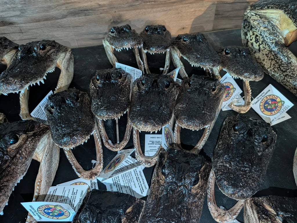 Genuine Louisiana Alligator Head – Natural Taxidermy Specimen