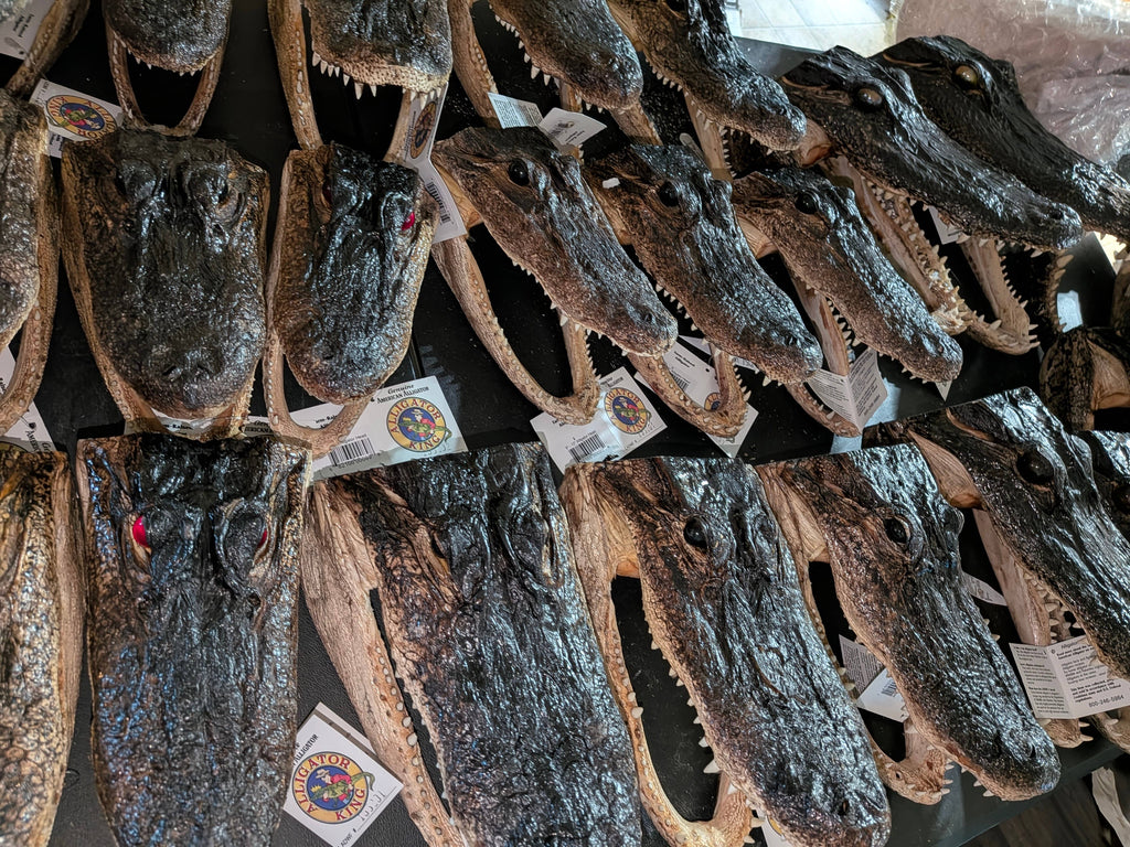 Genuine Louisiana Alligator Head – Natural Taxidermy Specimen