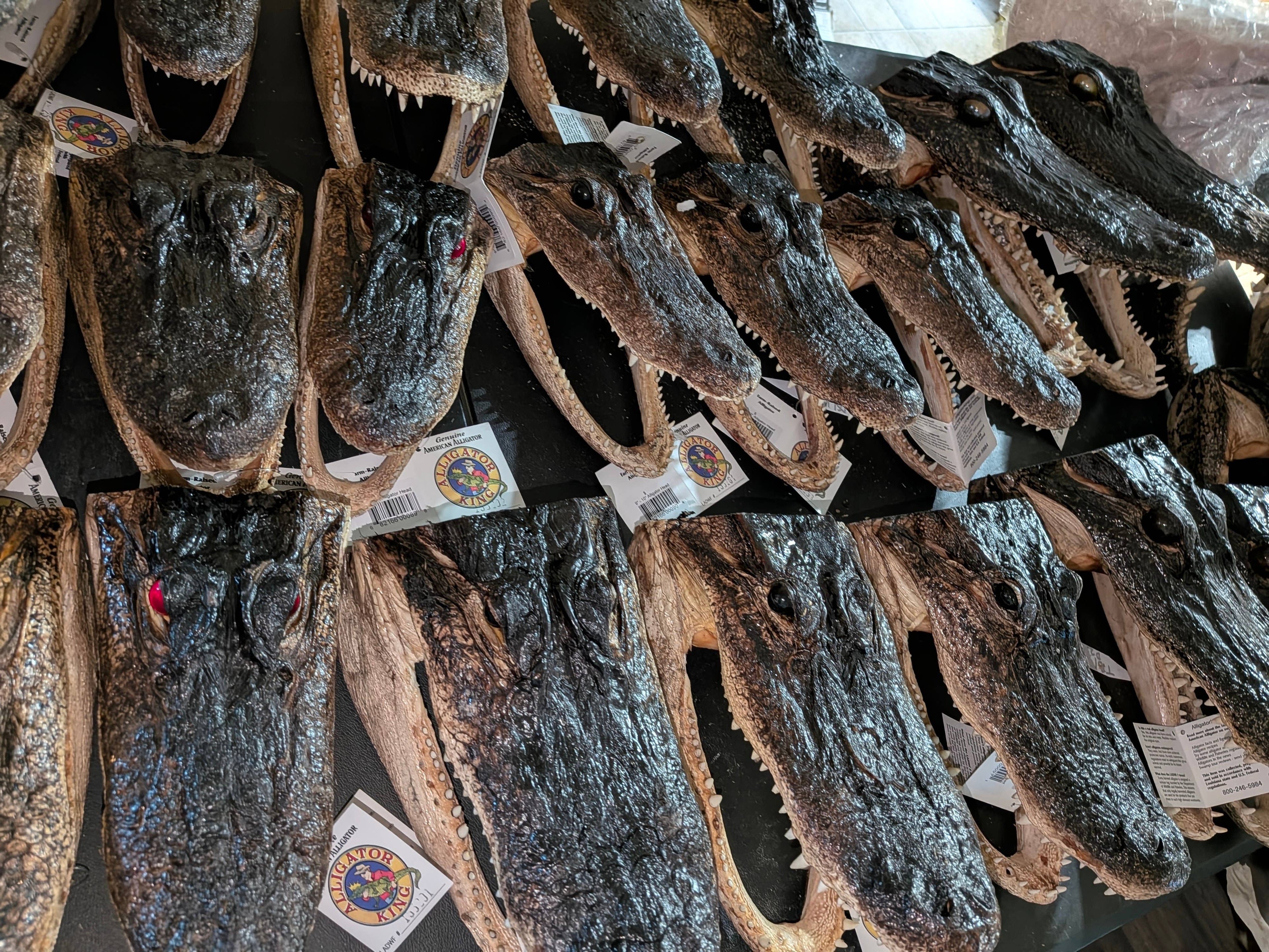 Genuine Louisiana Alligator Head – Natural Taxidermy Specimen