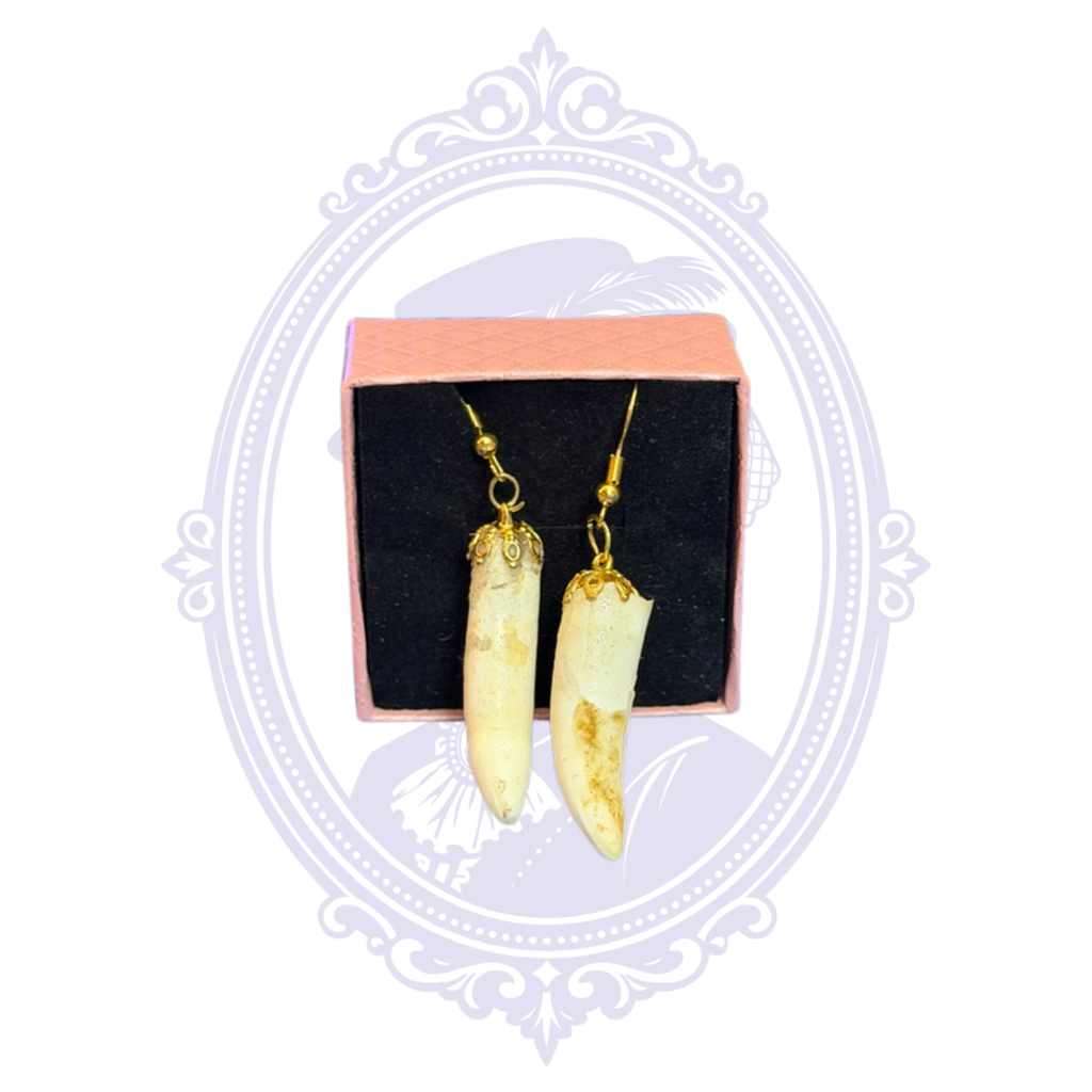 Genuine Louisiana Alligator Tooth Earrings – Handcrafted Bayou Jewelry