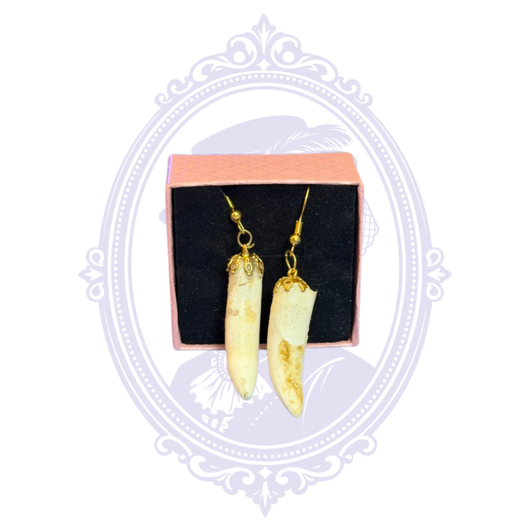 Genuine Louisiana Alligator Tooth Earrings – Handcrafted Bayou Jewelry