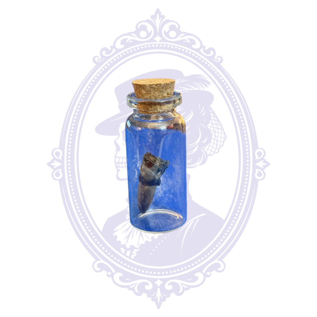 Genuine Louisiana Alligator Toe in Glass Vial – Natural Curiosity Specimen