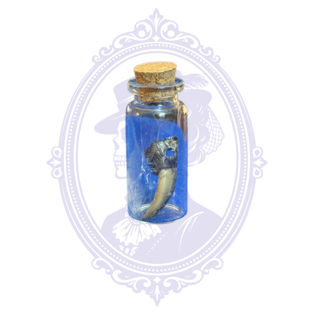 Genuine Louisiana Alligator Toe in Glass Vial – Natural Curiosity Specimen