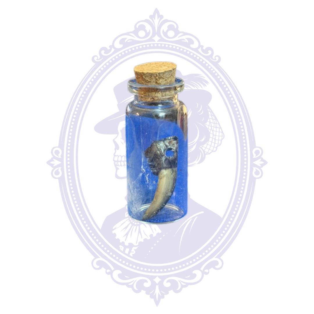 Genuine Louisiana Alligator Toe in Glass Vial – Natural Curiosity Specimen