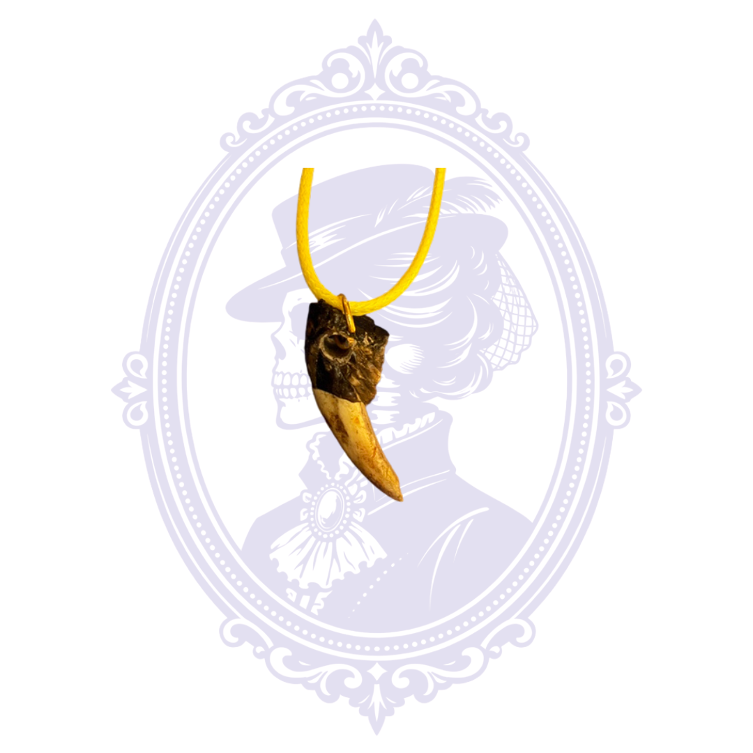 Genuine Alligator Toe Necklace | Louisiana Curiosity Jewelry