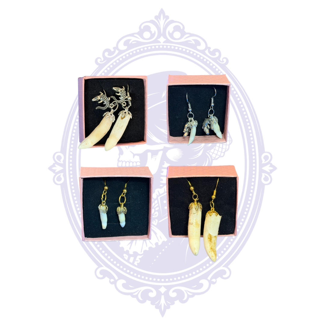 Four pairs of genuine Louisiana alligator tooth earrings in assorted gold and silver-tone designs