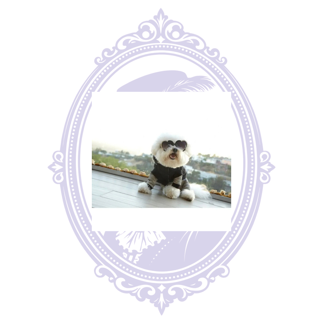 Small white dog modeling black Kennedy coat over a separate sweatshirt; sweatshirt and sunglasses are not included.