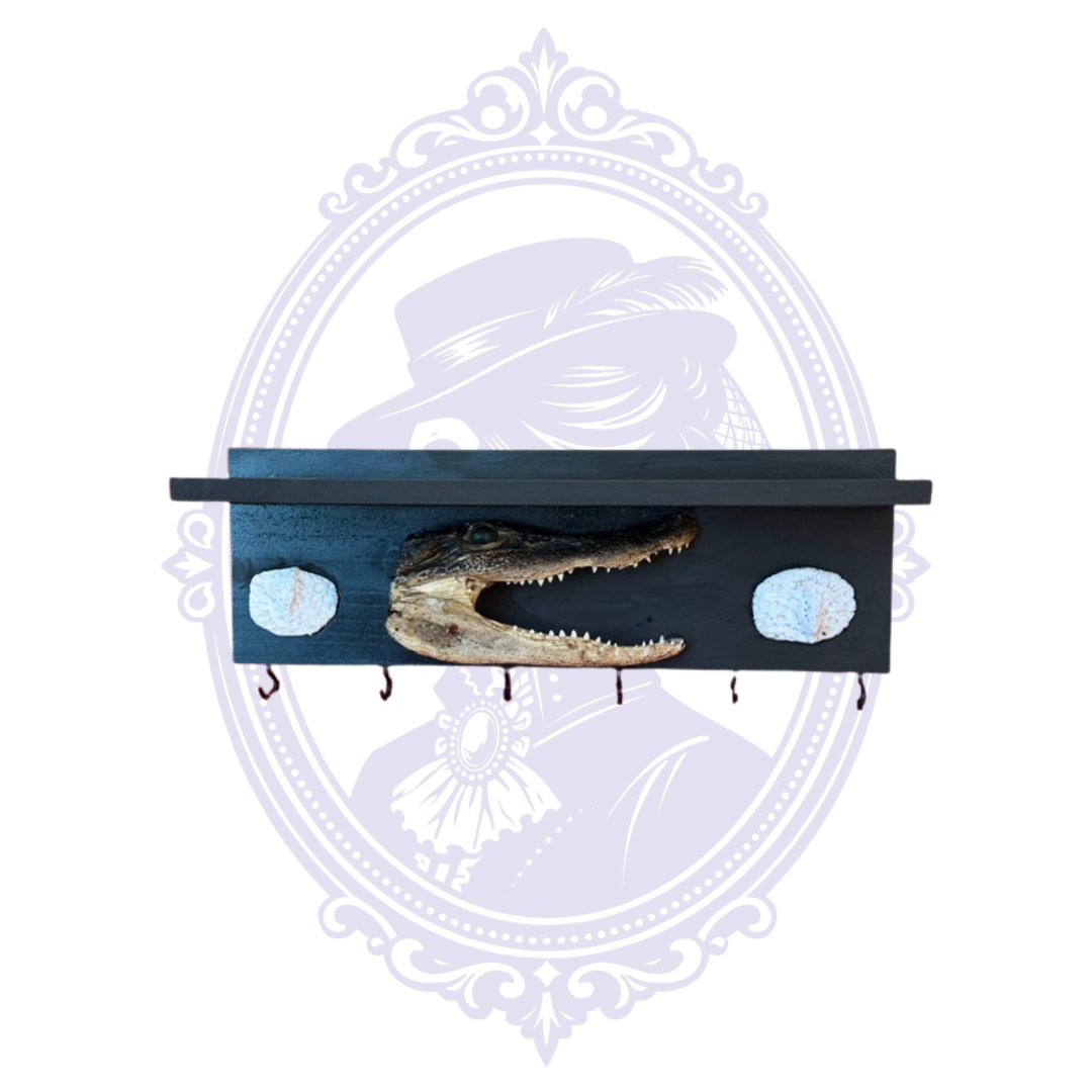 Louisiana alligator jawbone mounted on a black wooden wall shelf and key holder with white decorative accents.