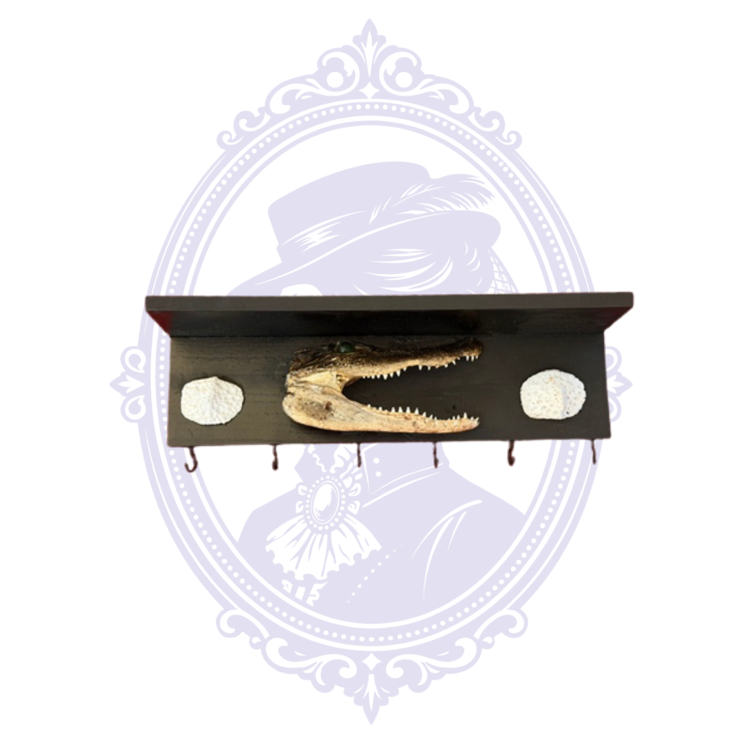Front view of Louisiana alligator jawbone mounted on a black wooden wall shelf with six hanging hooks and white decorative accents.