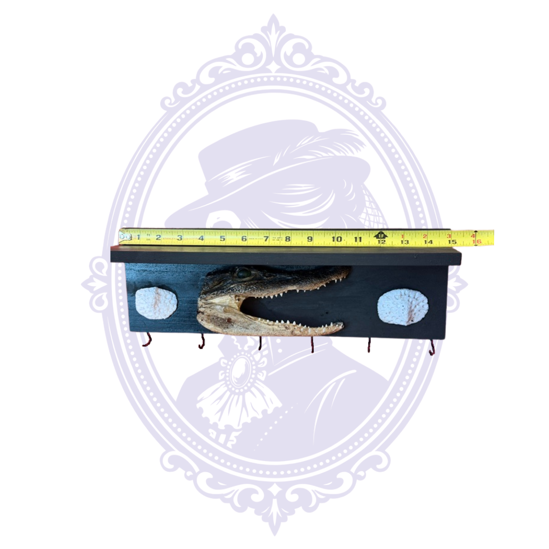 Louisiana alligator jawbone wall shelf and key holder shown with measuring tape indicating approximately 15 inches wide.