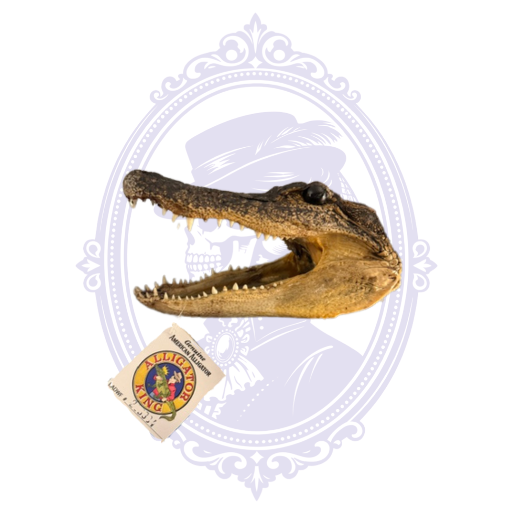 Vintage American alligator head taxidermy with original Alligator King tag