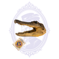 Vintage American alligator head taxidermy with original Alligator King tag