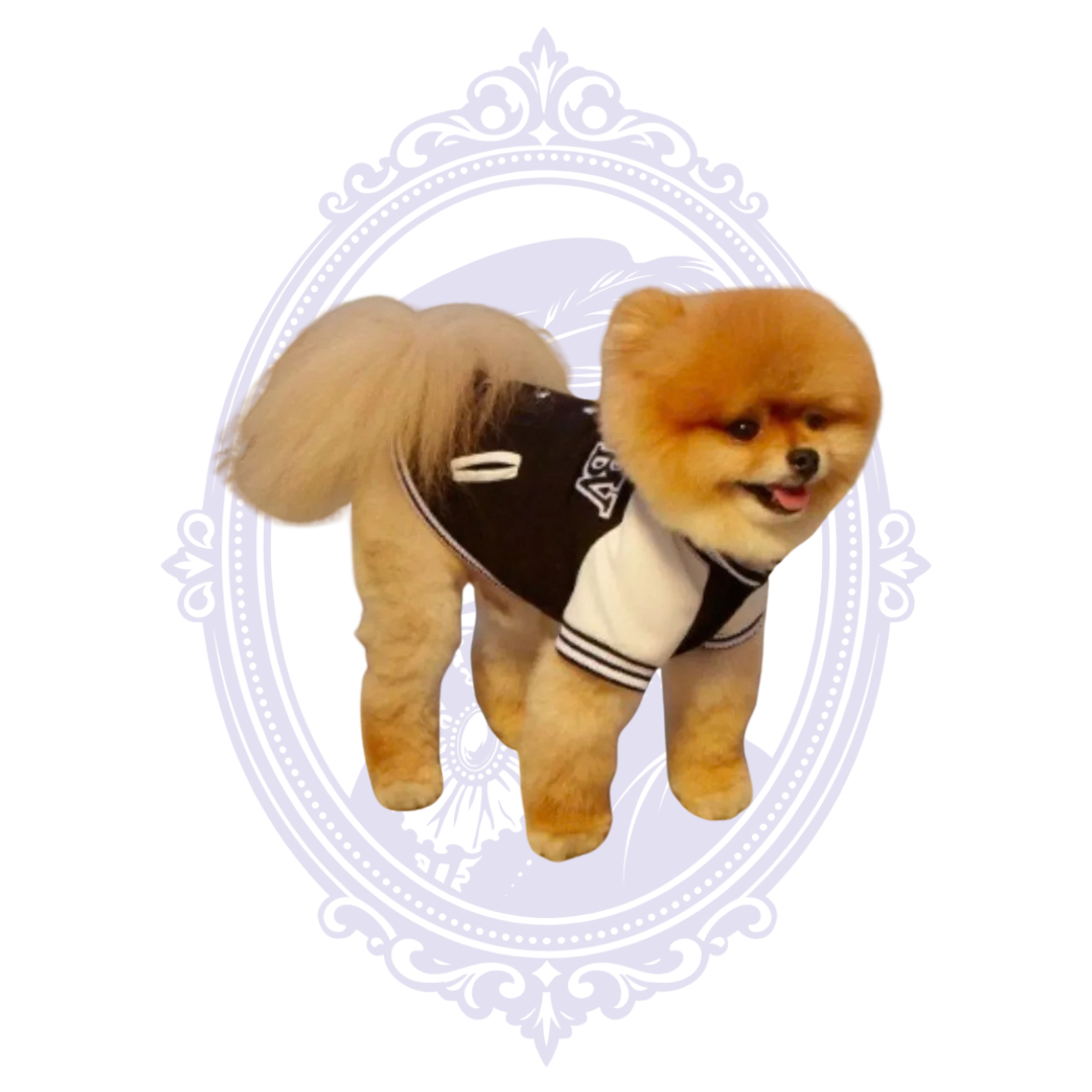Black varsity dog jacket with BV patch