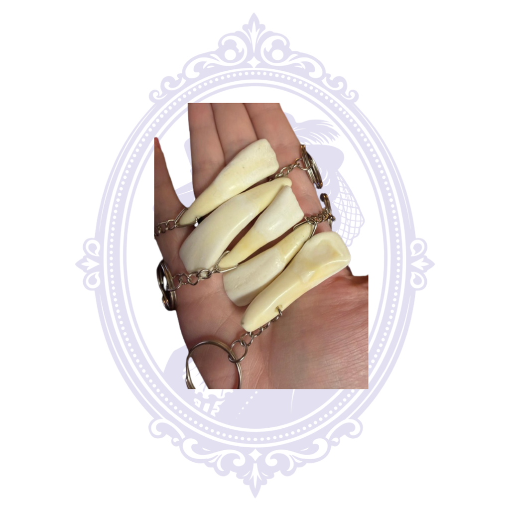 Actual bison tooth keychains available from Mrs. Bones Curio Cupboard, each with unique natural shape, coloration and markings.