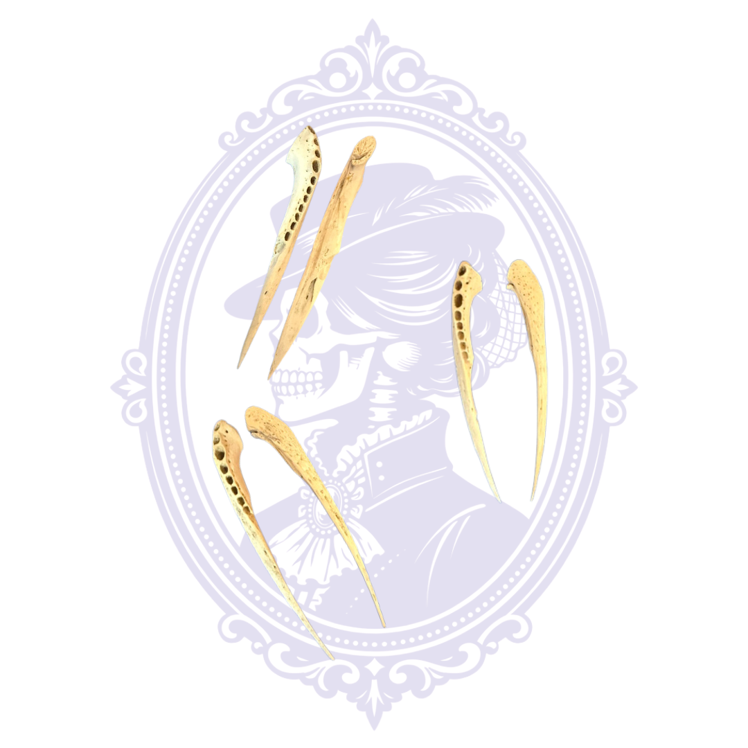 Small genuine Louisiana alligator jawbone letter openers shown from both sides